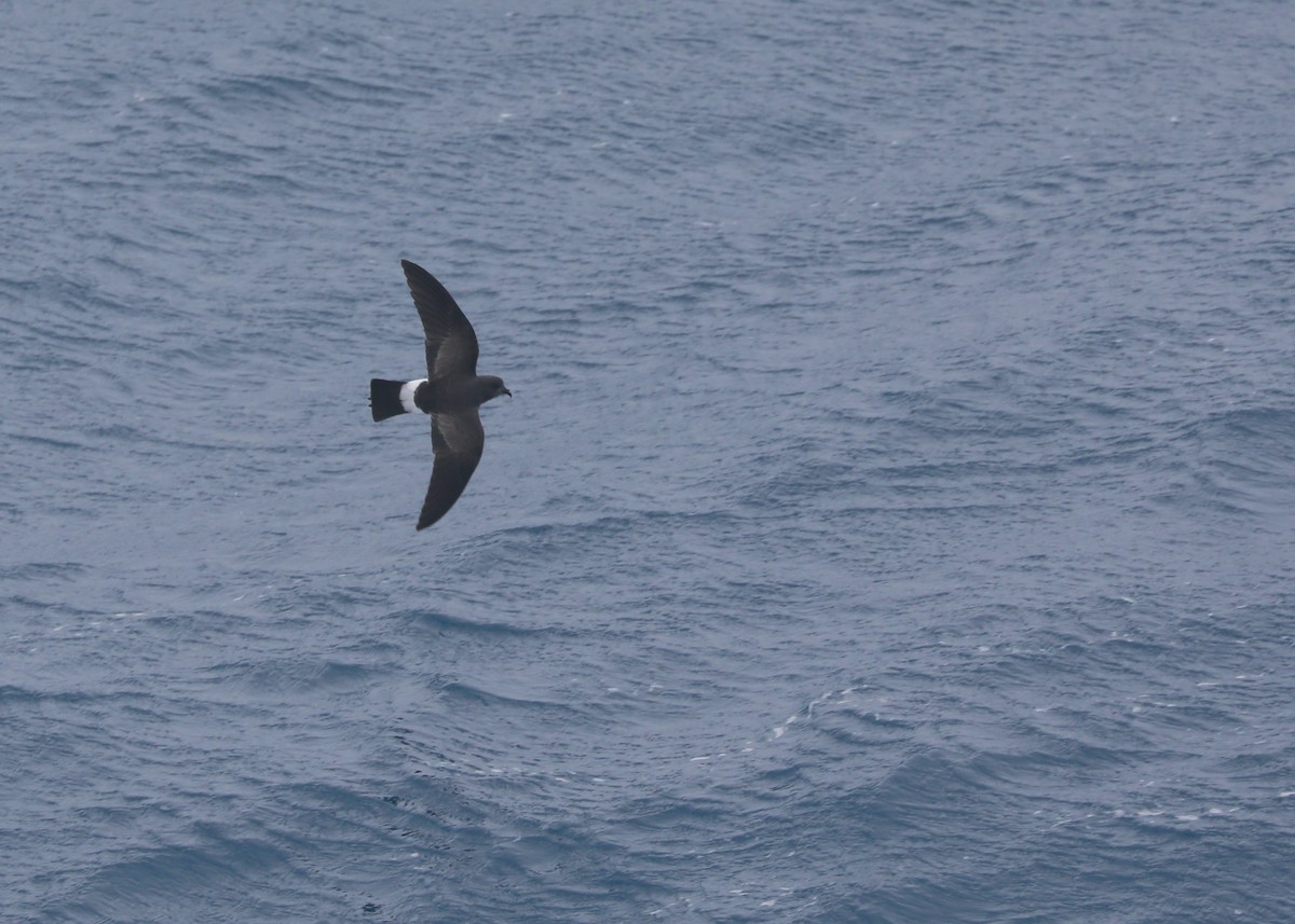 Black-bellied Storm-Petrel - Ben Barkley