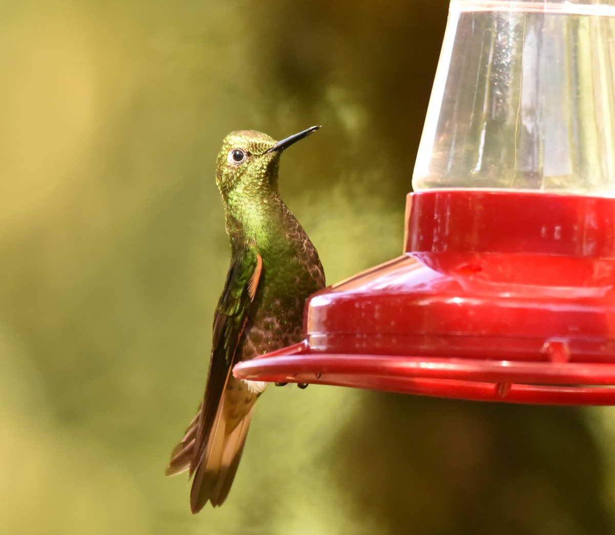 kolibřík žlutoocasý - ML591089531