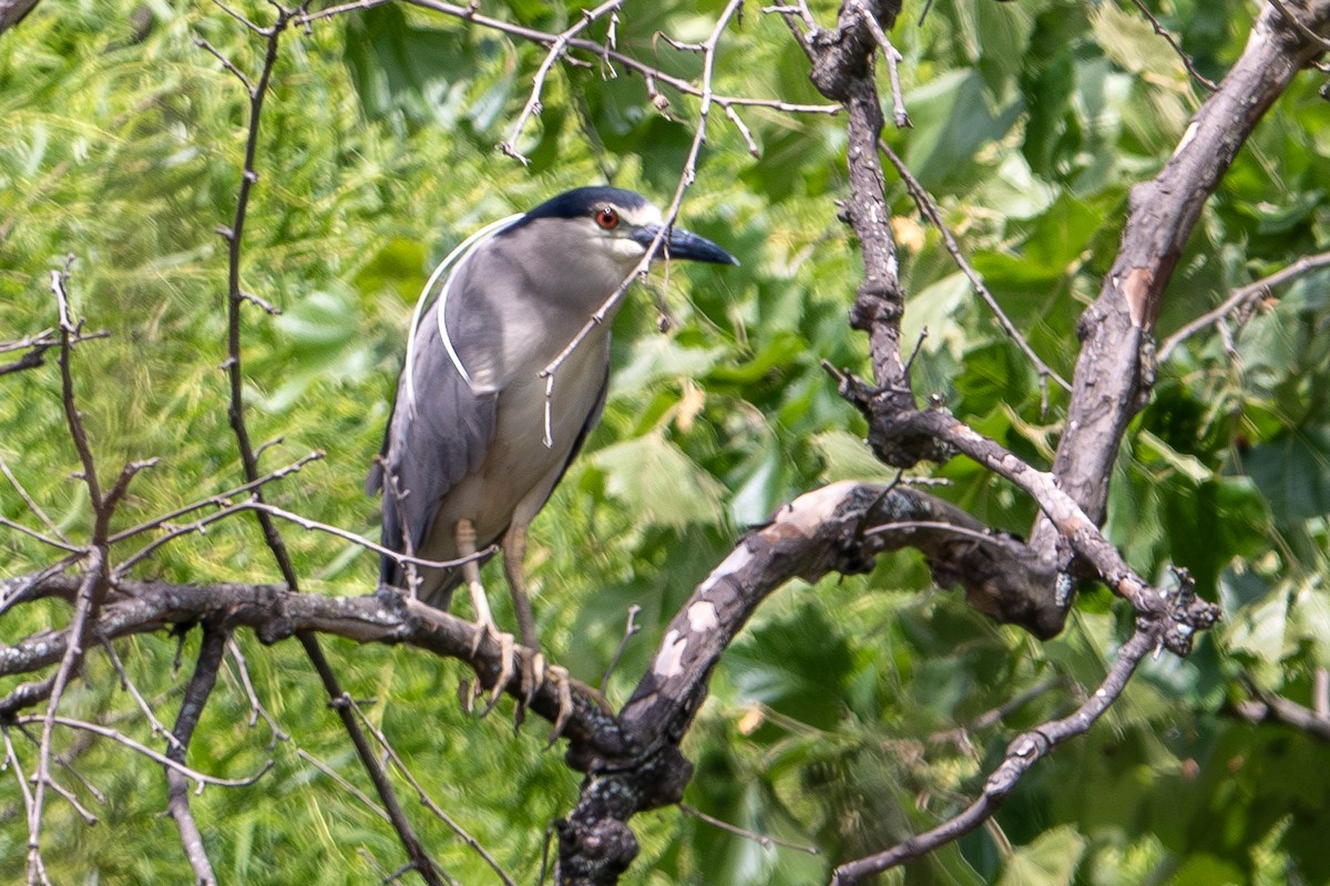 Black-crowned Night Heron - ML591091861