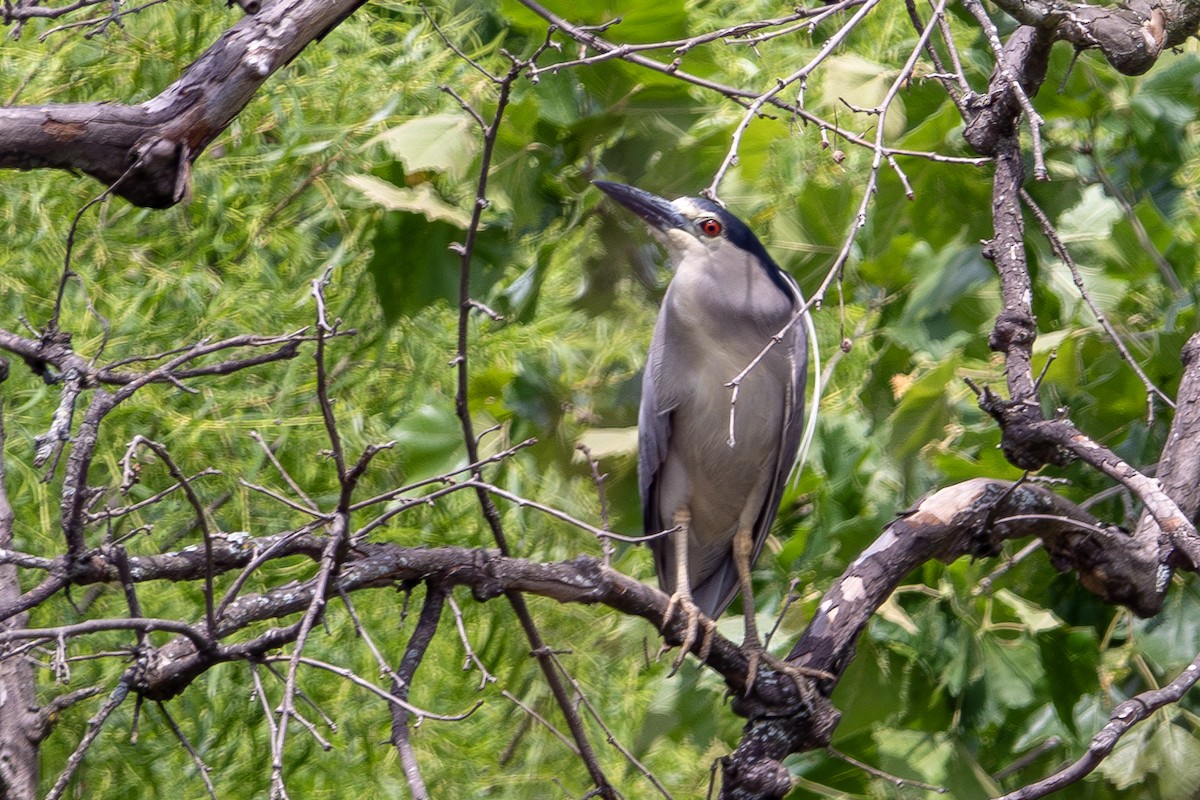 Black-crowned Night Heron - ML591091871