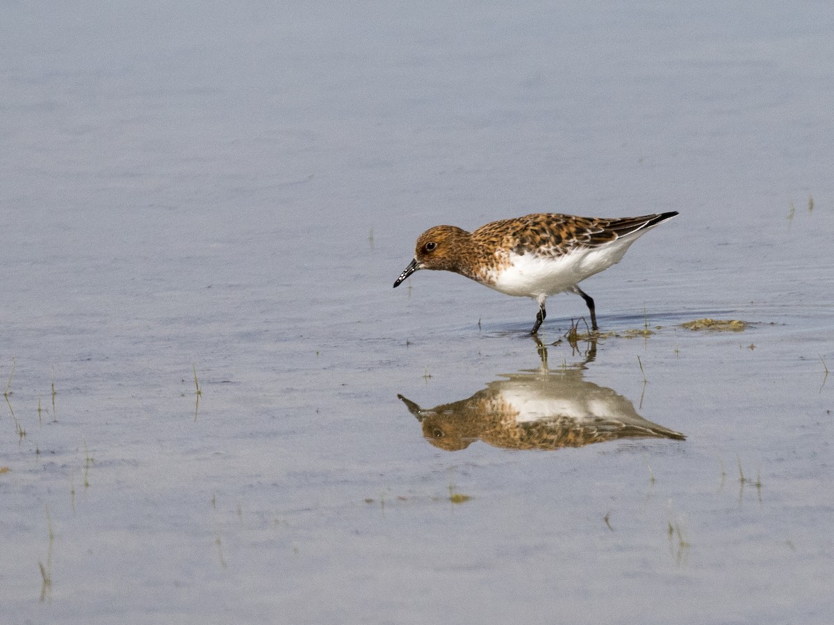 Bécasseau sanderling - ML59109251