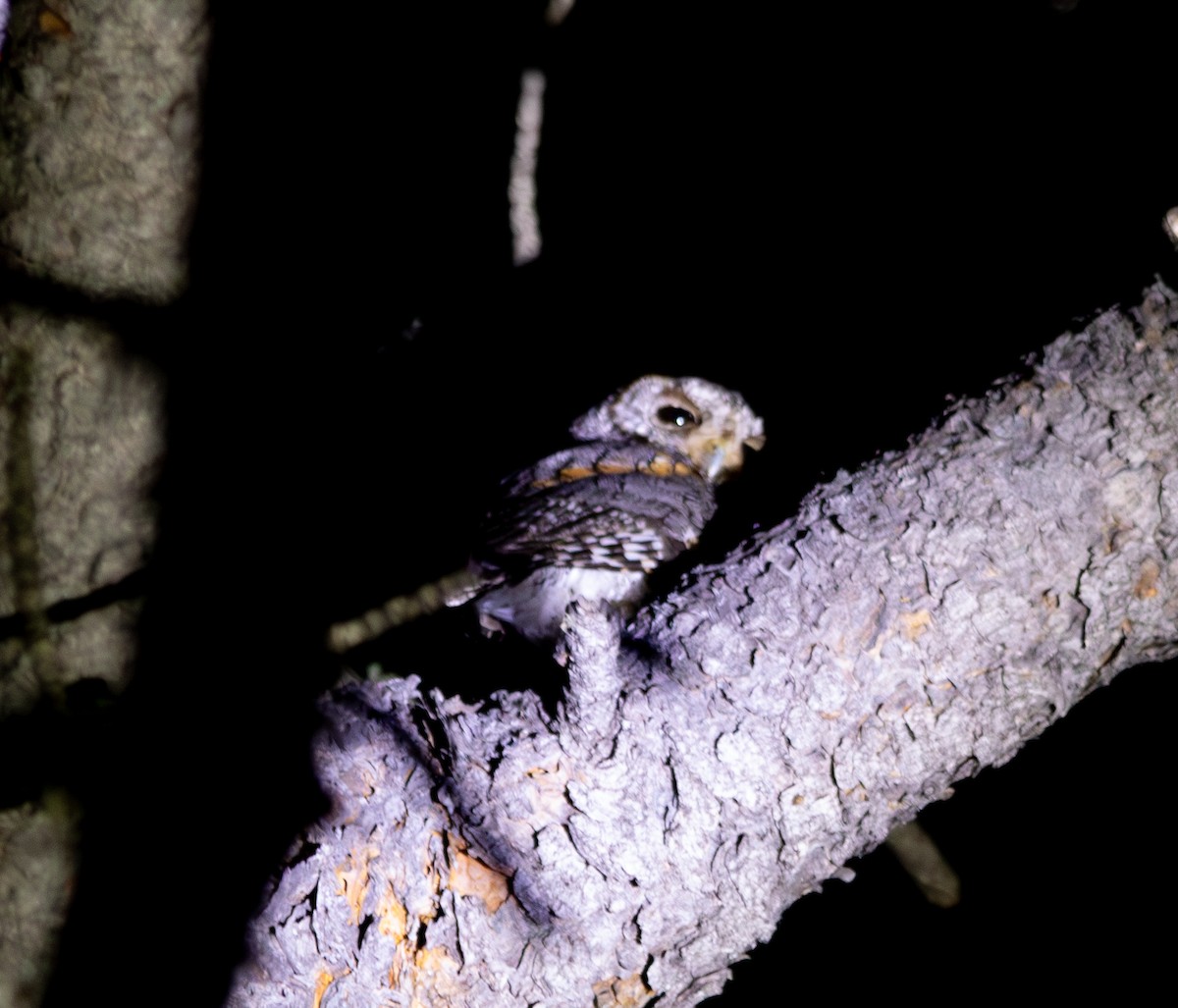 Flammulated Owl - ML591094761