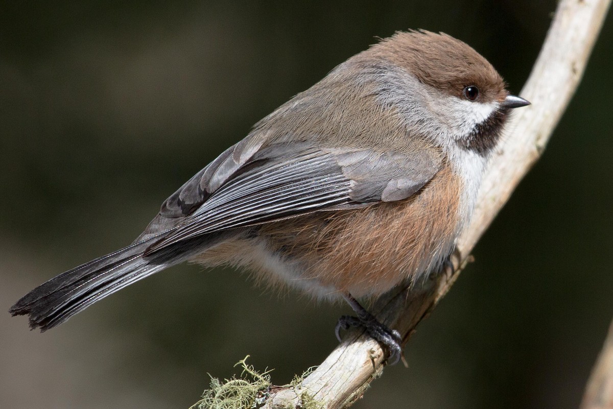 Boreal Chickadee - Graham Smith