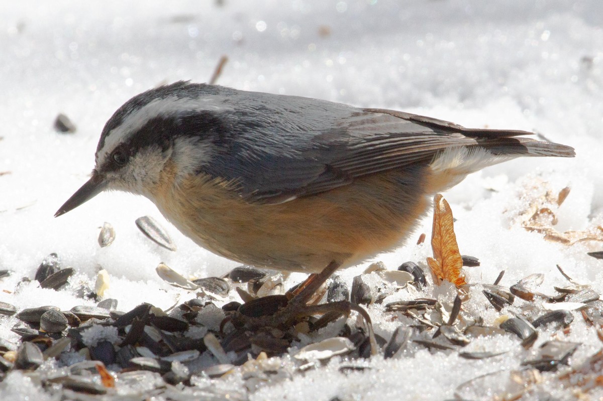 Red-breasted Nuthatch - ML591095481