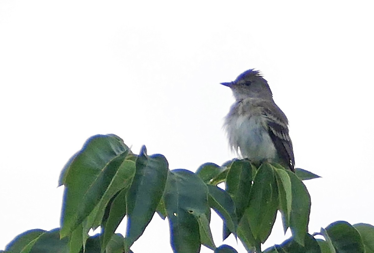 Willow Flycatcher - ML591095551