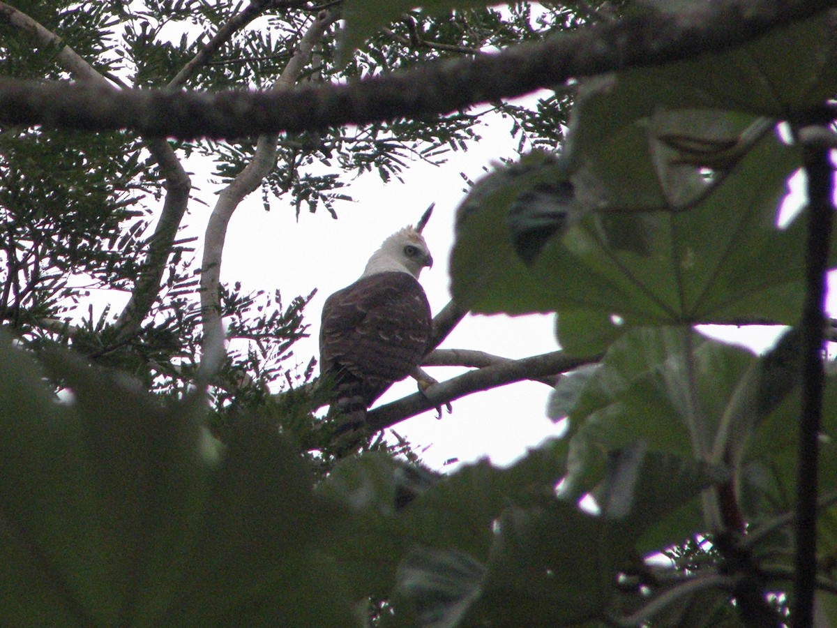 Ornate Hawk-Eagle - ML591095661