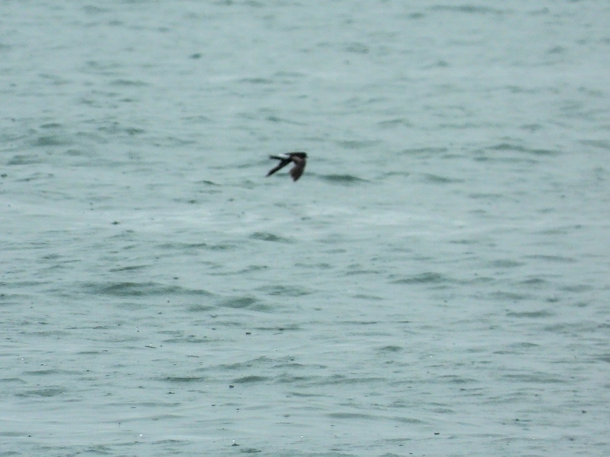 Wilson's Storm-Petrel - M. Pierre-Louis