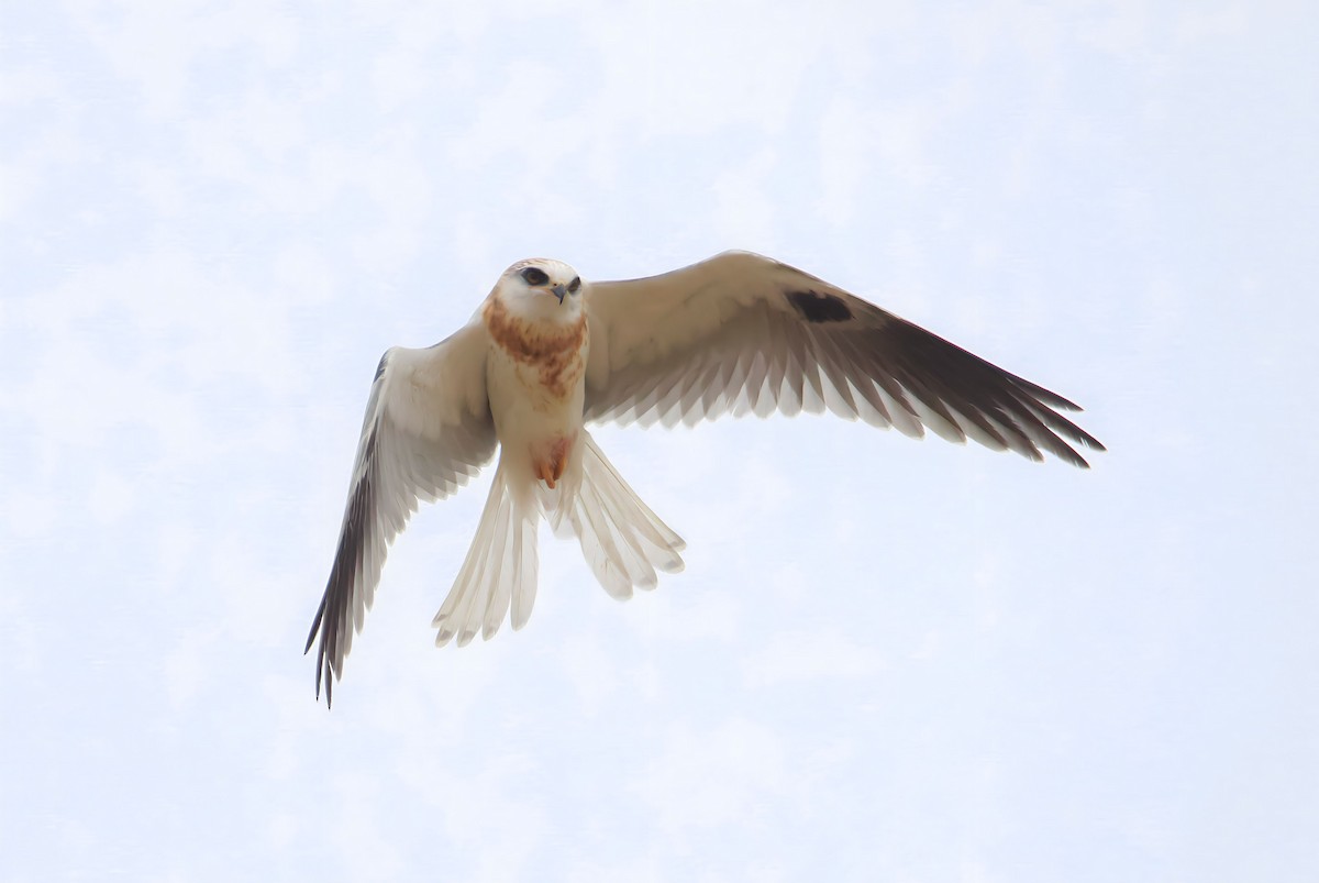 White-tailed Kite - Braxton Landsman