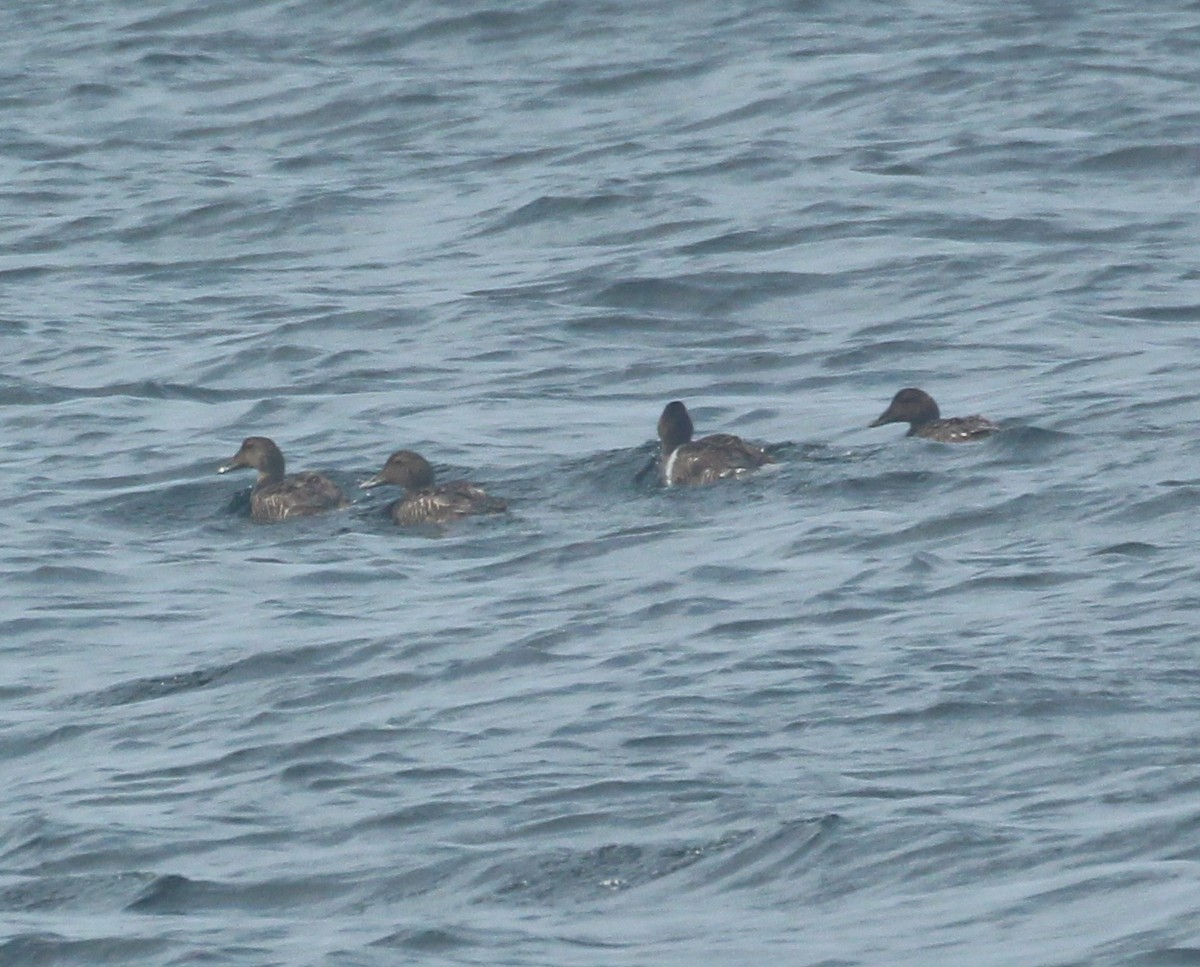 Common Eider - ML591096981