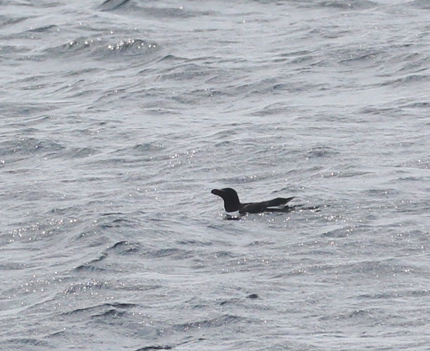 Razorbill - ML591097131