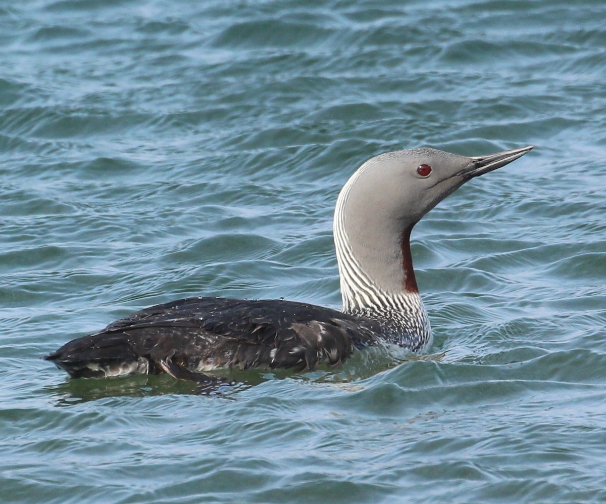 Red-throated Loon - ML591097301