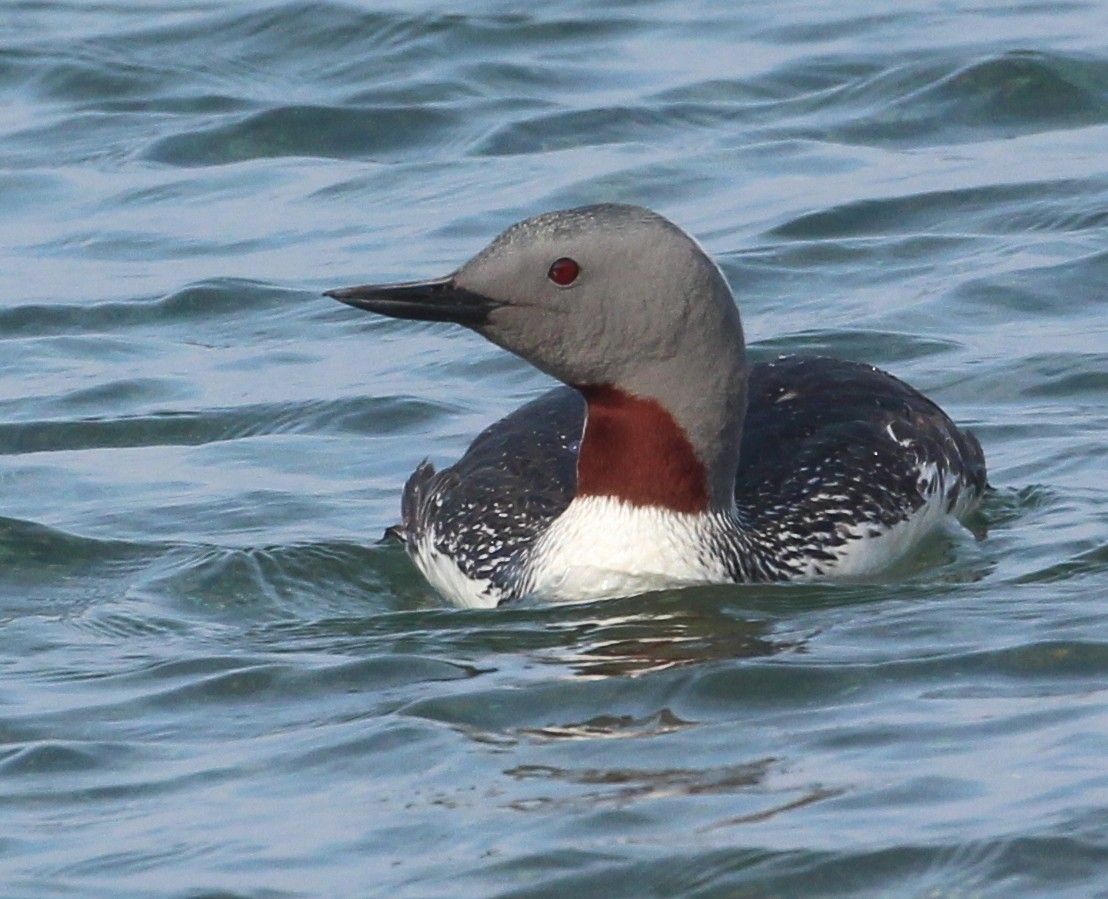 Red-throated Loon - ML591097361