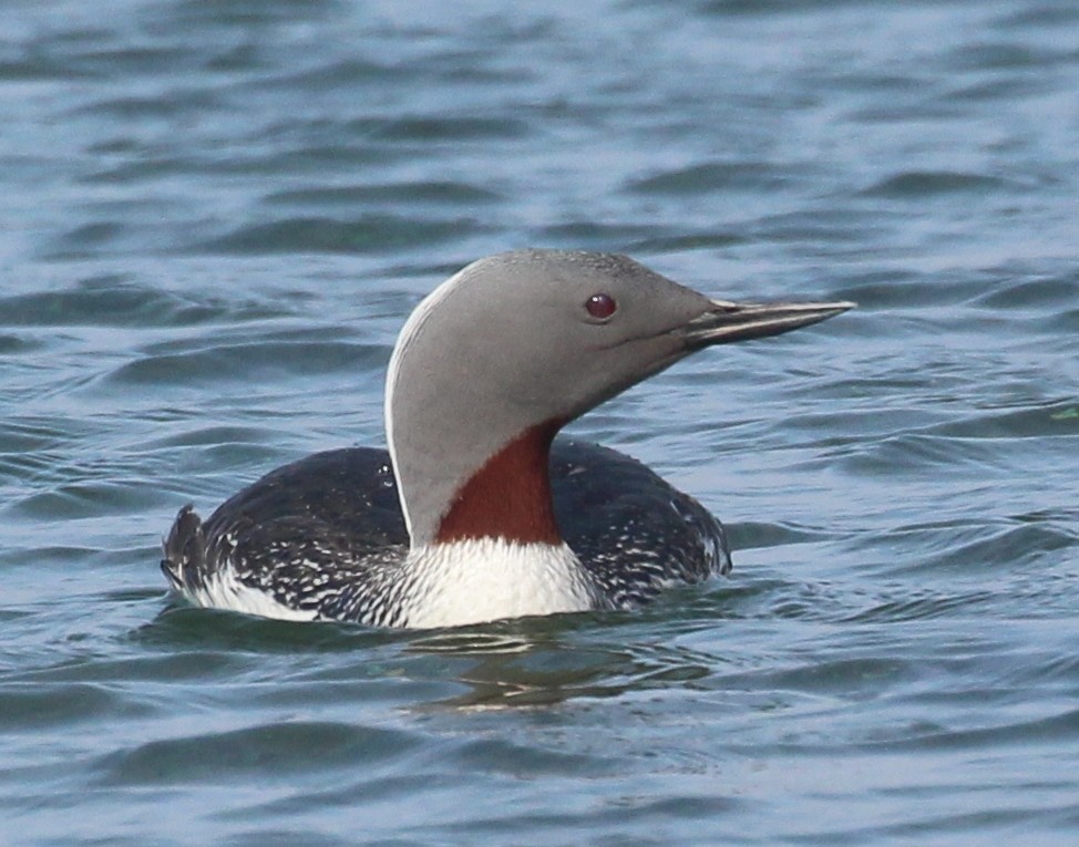Red-throated Loon - ML591097391