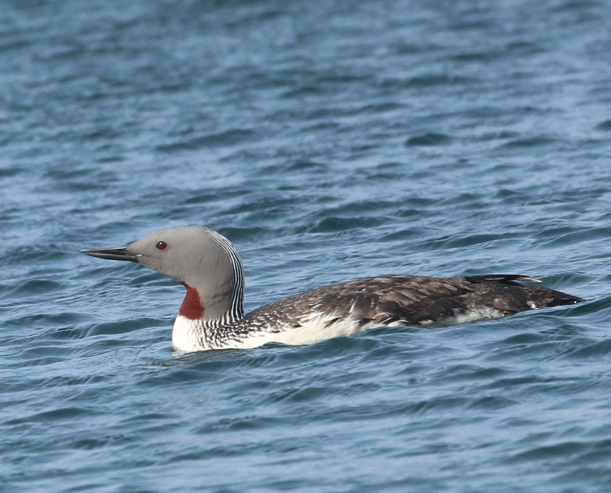 Red-throated Loon - ML591097471
