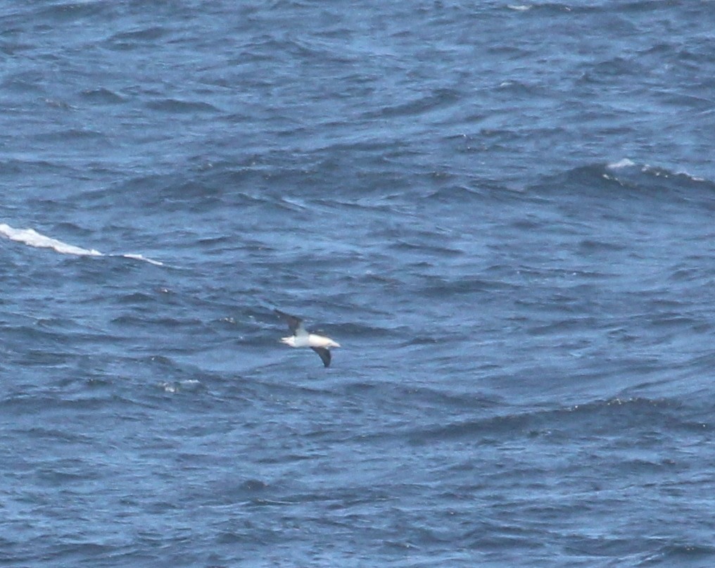 Northern Gannet - ML591097611