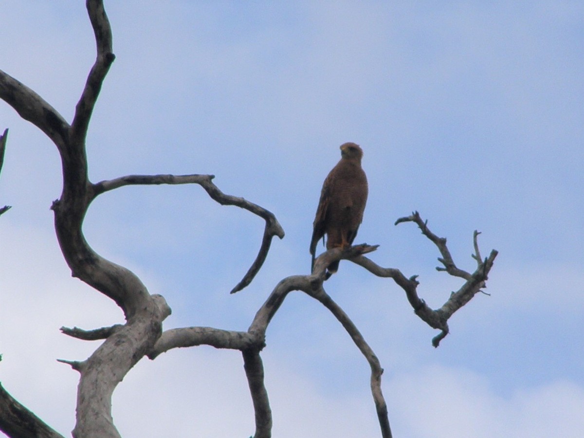 Savanna Hawk - ML591097701