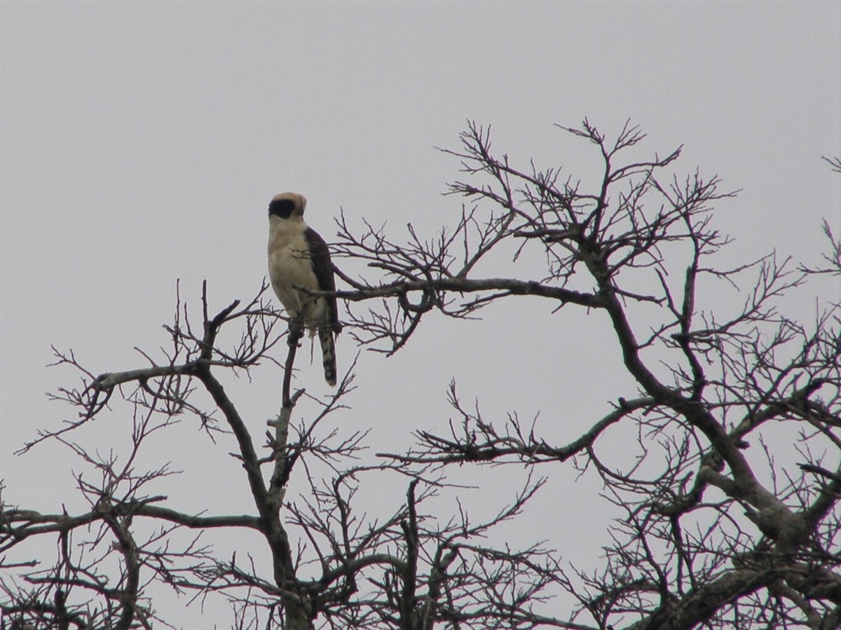 Laughing Falcon - ML591097901