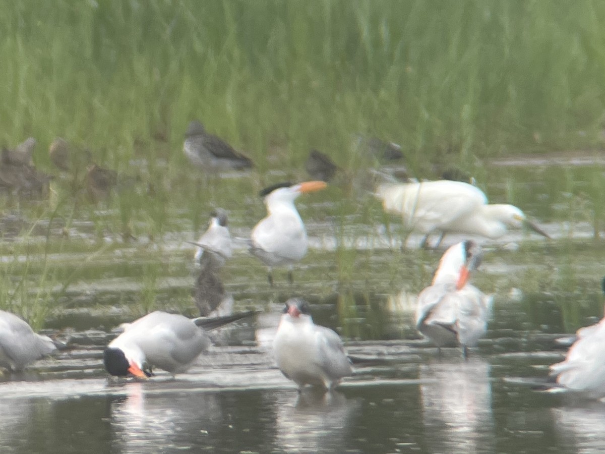 Royal Tern - ML591098801