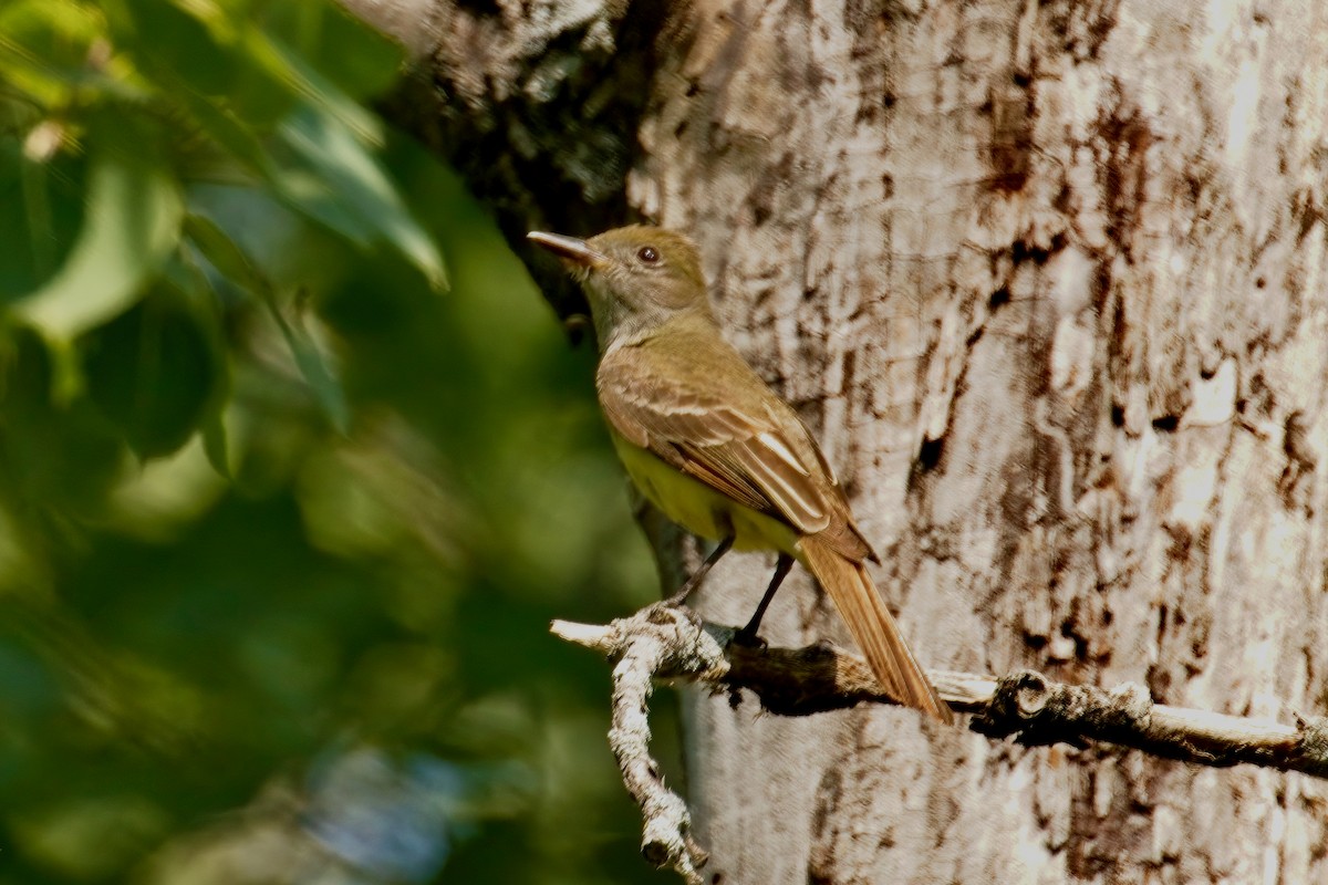 Great Crested Flycatcher - ML591099901