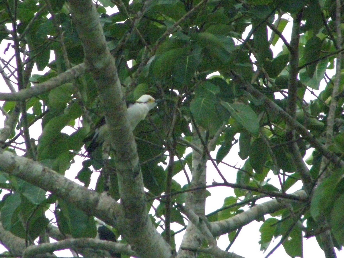 White Woodpecker - ML591100111