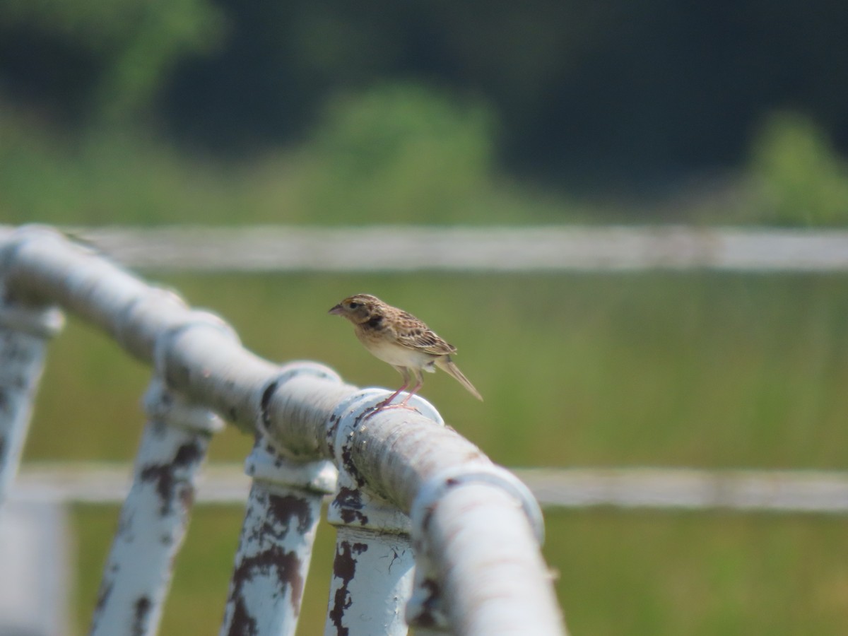 Grasshopper Sparrow - Matt Davidson
