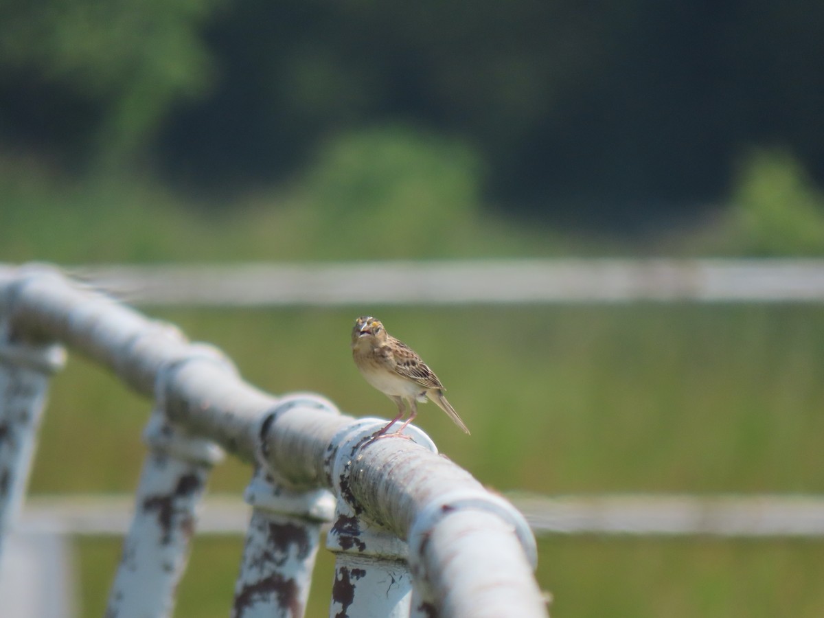 Grasshopper Sparrow - Matt Davidson