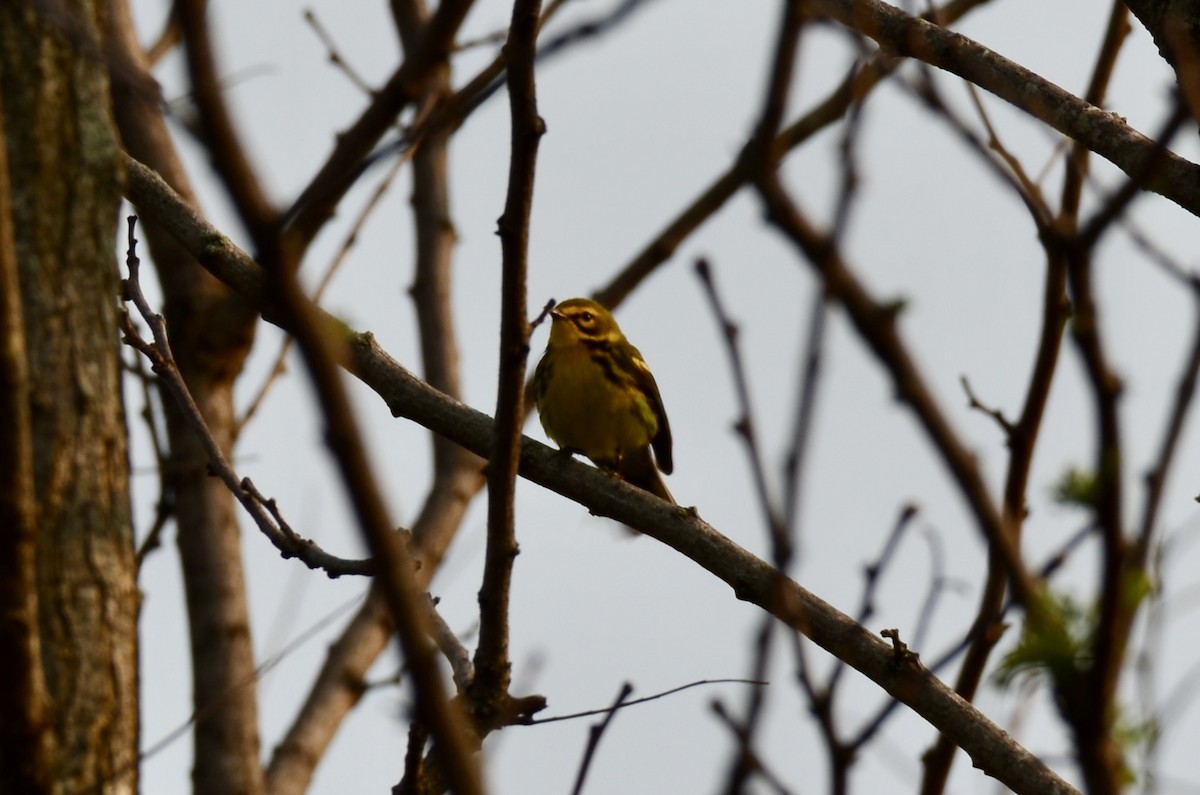 Prairie Warbler - ML591101101