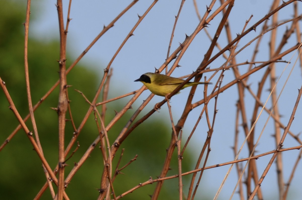 Common Yellowthroat - ML591101371