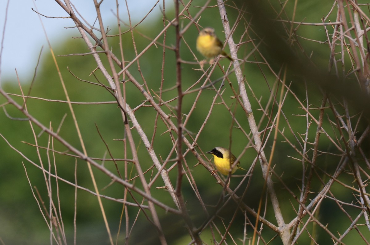 Common Yellowthroat - Chad Pumpelly