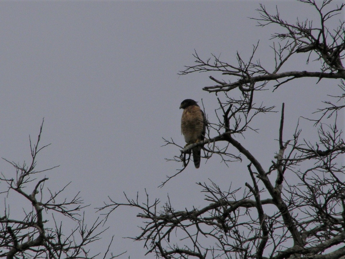 Roadside Hawk - ML591101581