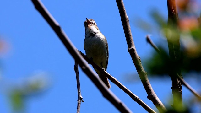 Viréo aux yeux rouges - ML591101631