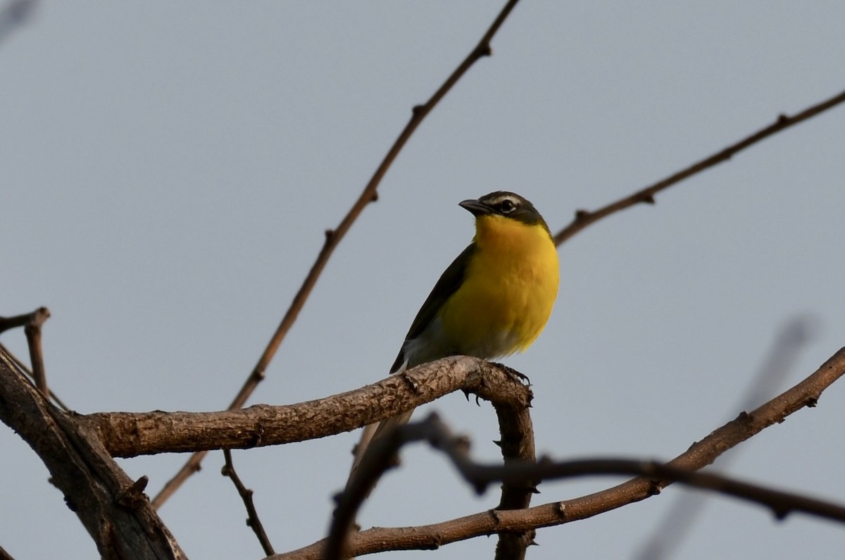 Yellow-breasted Chat - ML591101791