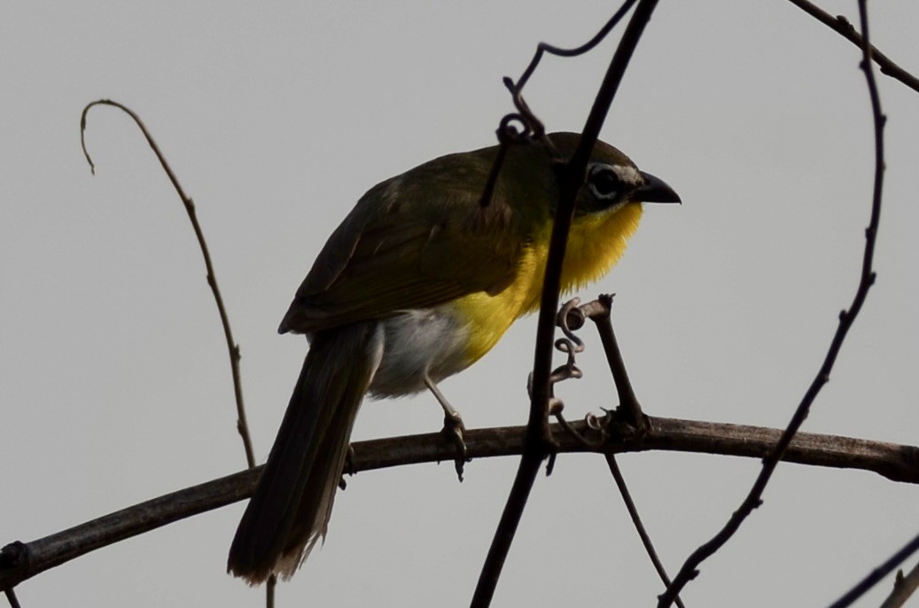 Yellow-breasted Chat - ML591101801