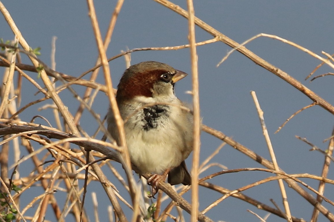 House Sparrow - ML591102001