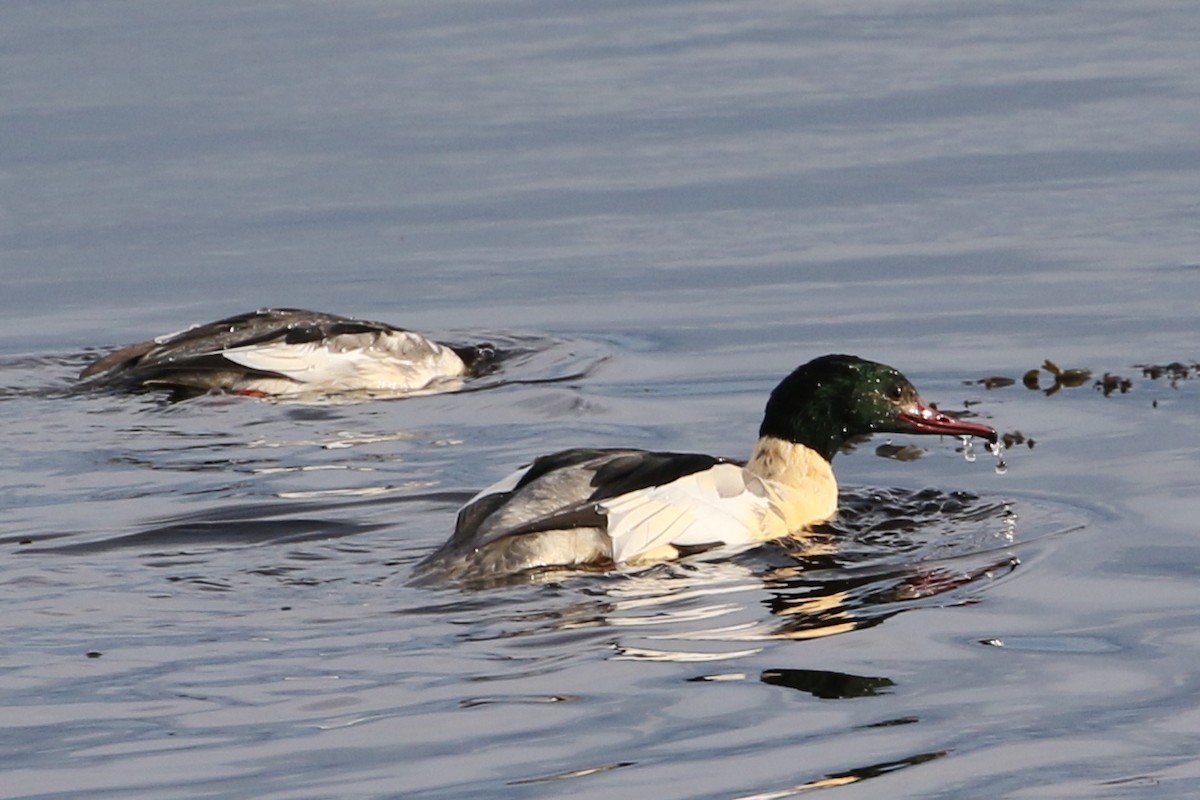 Common Merganser - ML591102071