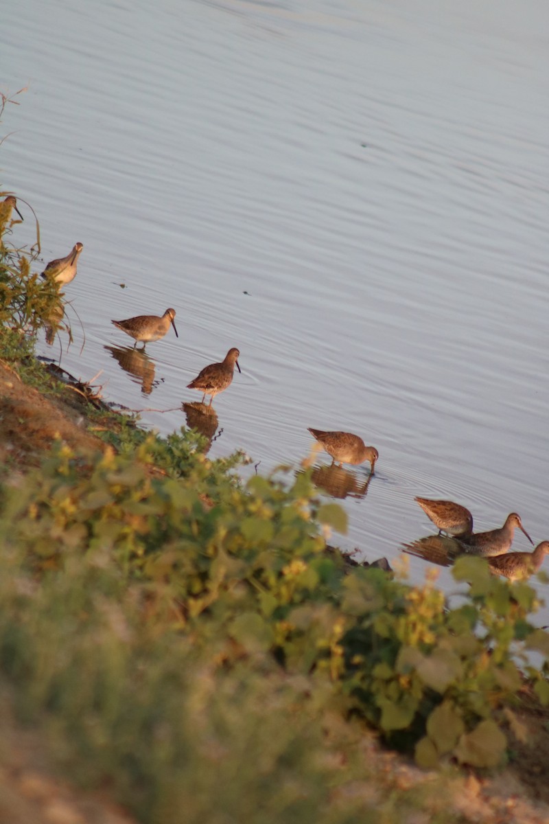 Long-billed Dowitcher - ML591102461