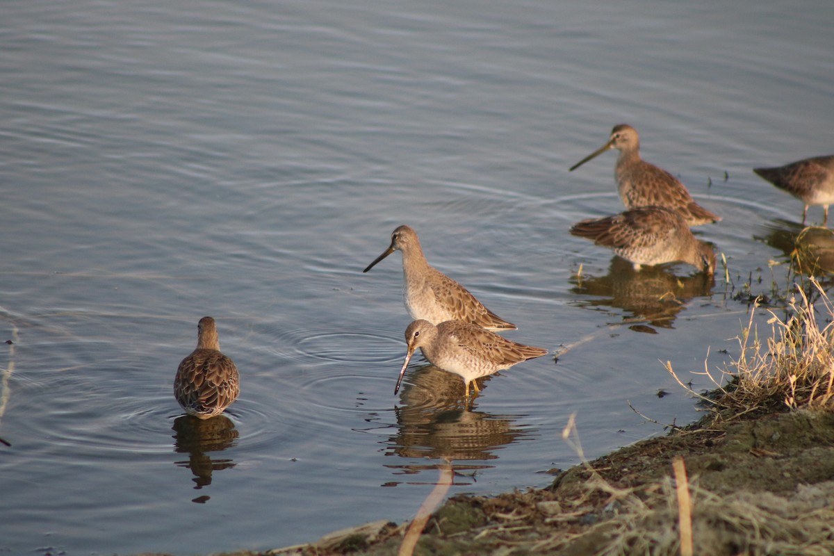 Long-billed Dowitcher - ML591102471