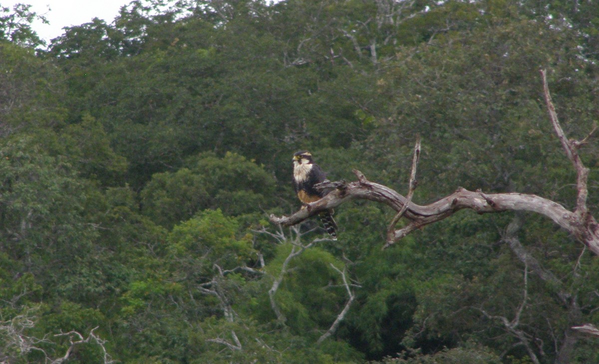 Aplomado Falcon - ML591103371