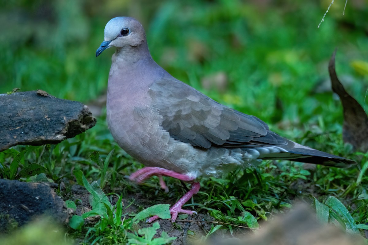 Gray-fronted Dove - Marcos Eugênio Birding Guide