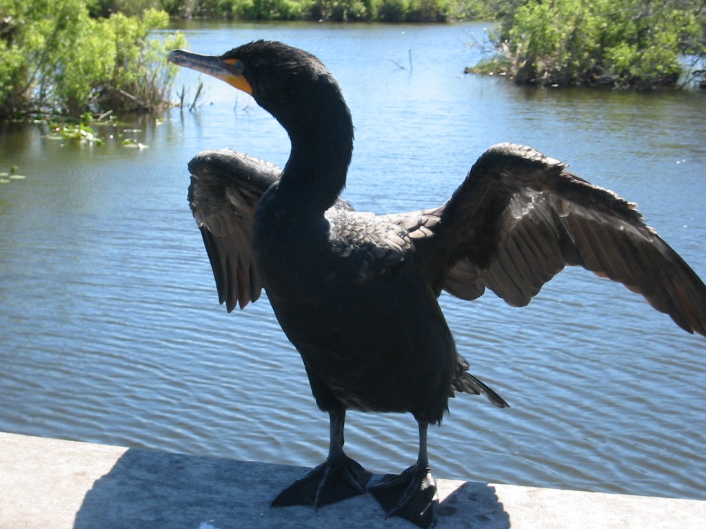 Cormorán Orejudo - ML591104161