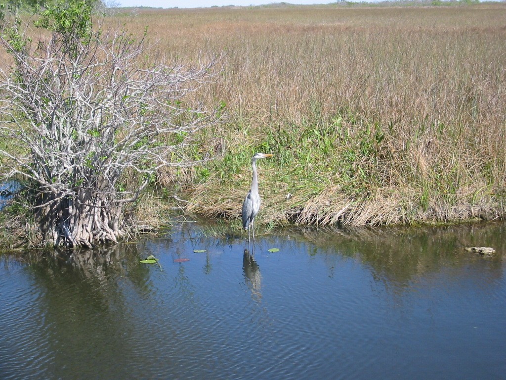 Garza Azulada - ML591104341