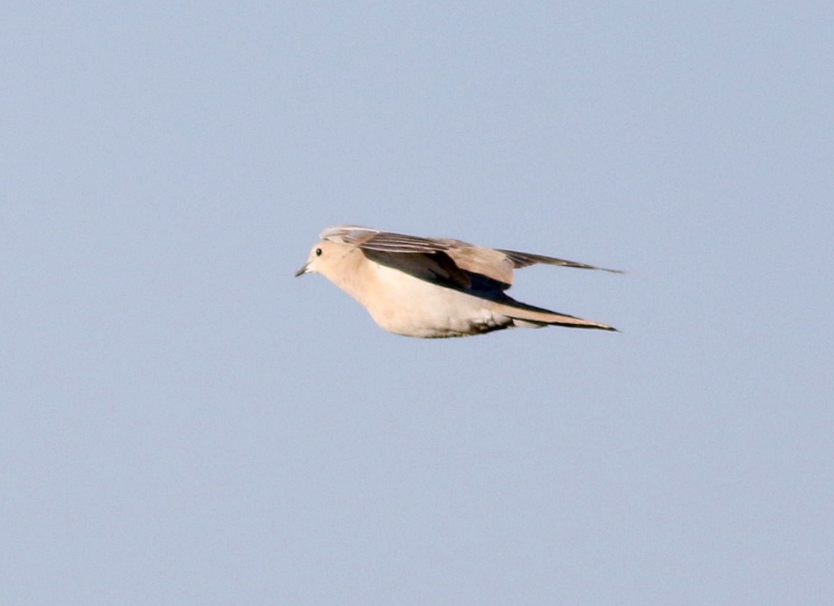 Eurasian Collared-Dove - ML591104421