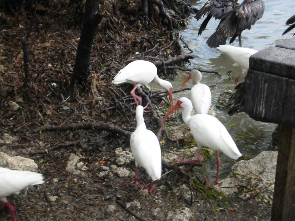 Ibis Blanco - ML591104431