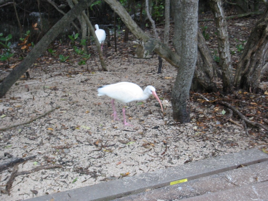 Ibis Blanco - ML591104441