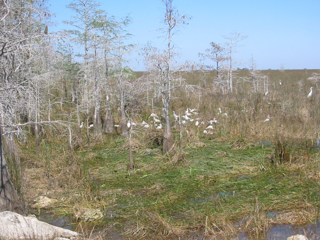 Ibis Blanco - ML591104451
