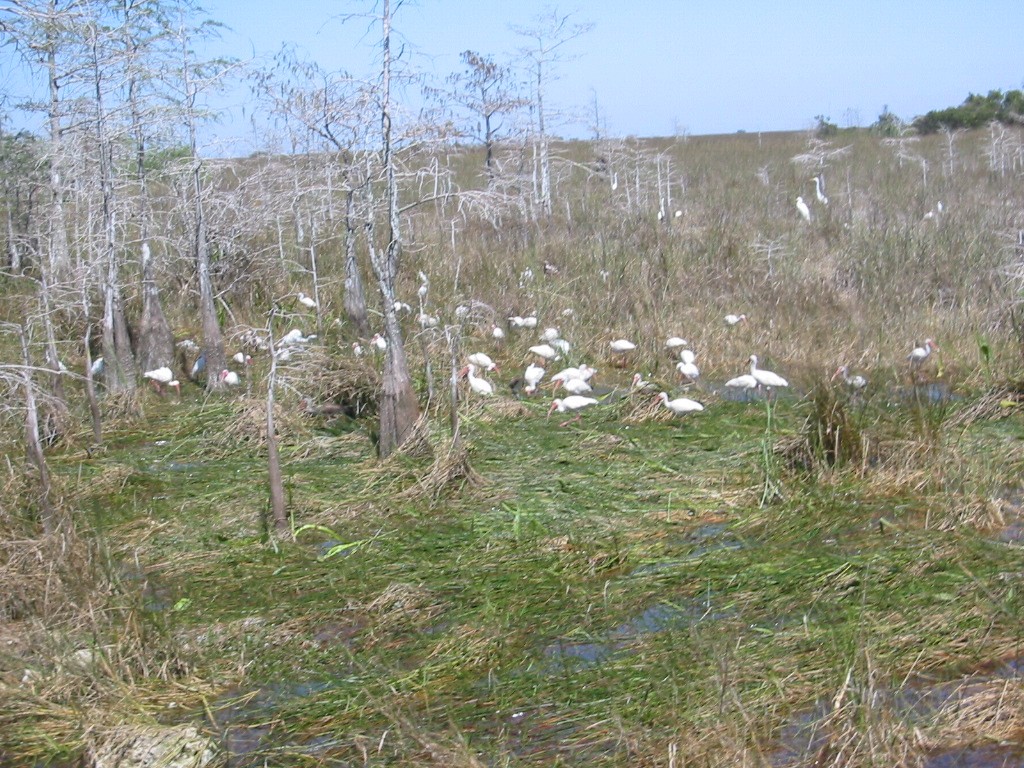 Ibis Blanco - ML591104461