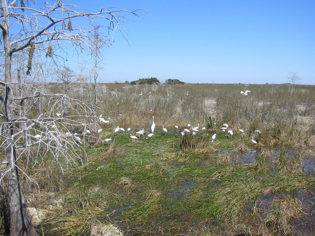 Ibis Blanco - ML591104471