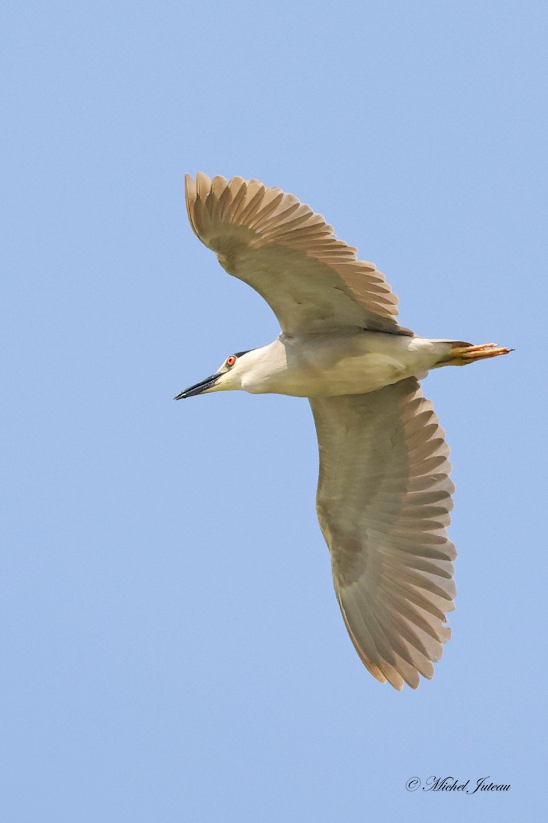 Black-crowned Night Heron - ML591105291