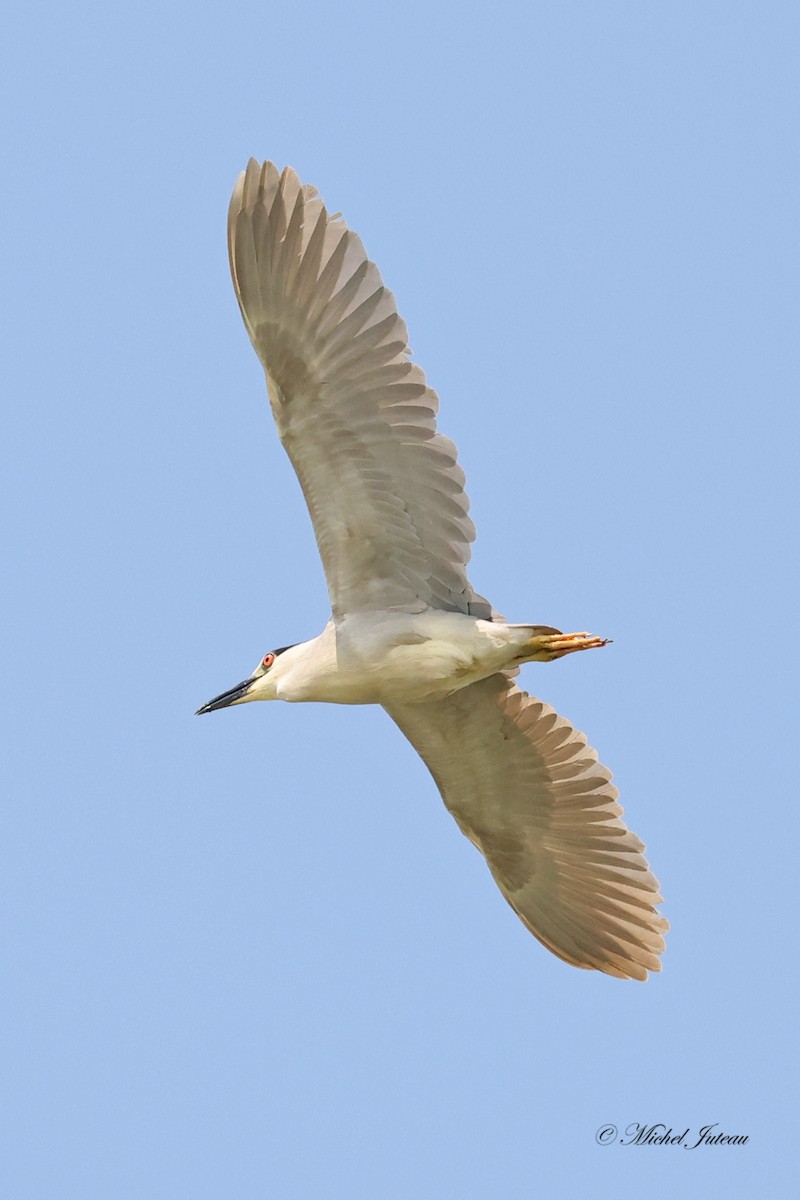 Black-crowned Night Heron - ML591105301