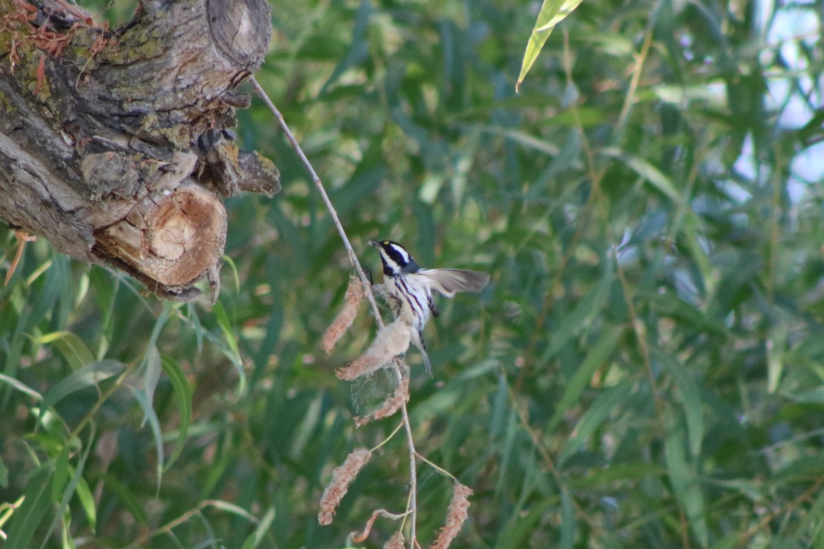 Black-throated Gray Warbler - Karen Evans